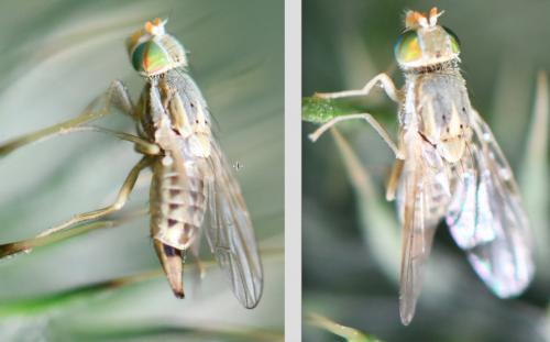 Terellia serratulae